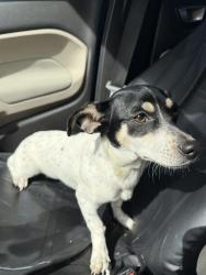 Lost Female Dog last seen Breezeway and hollister 77040, Houston, TX 77040