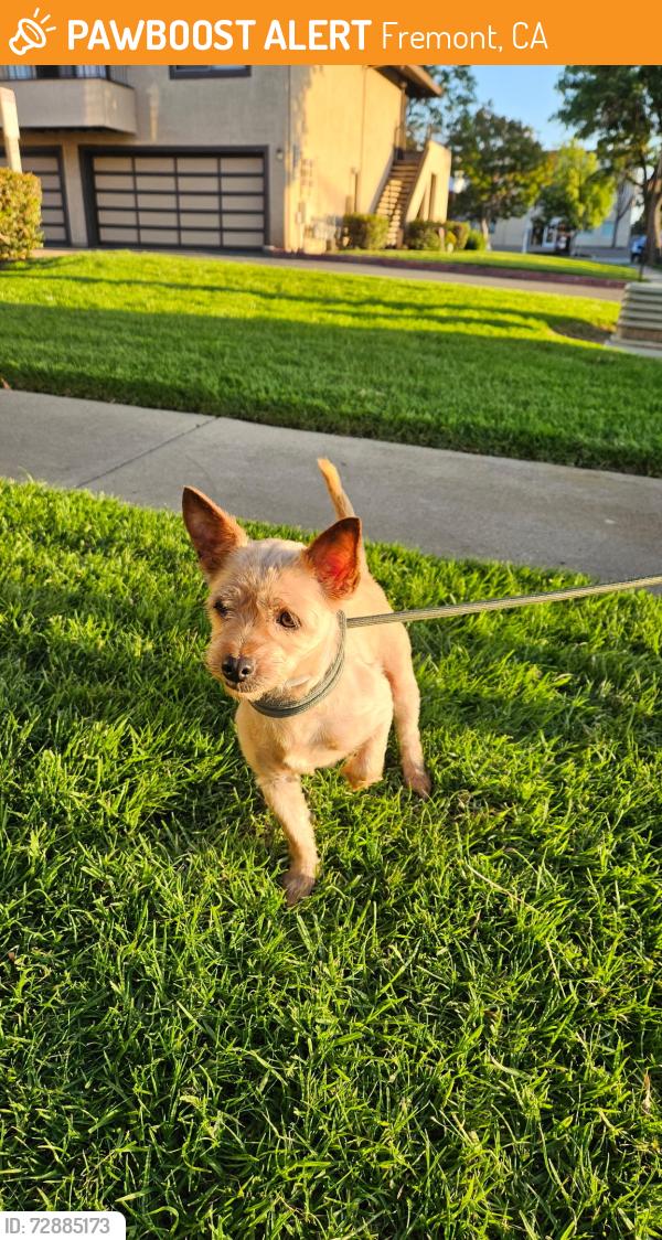 Found/Stray Female Dog last seen Balboa/San Pedro Dr. Fremont, Ca.94536, Fremont, CA 94538