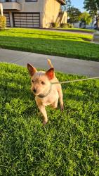 Found/Stray Female Dog last seen Balboa/San Pedro Dr. Fremont, Ca.94536, Fremont, CA 94538