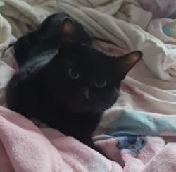 Lost Male Cat last seen Pelsall, Pelsall, England 