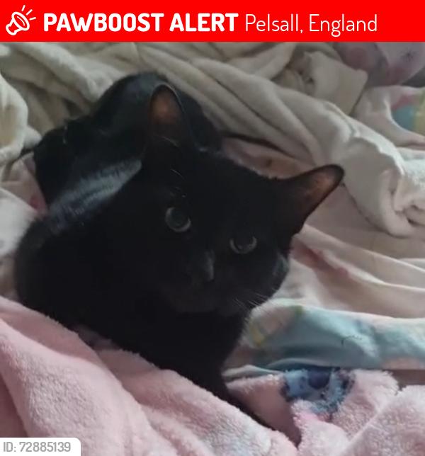 Lost Male Cat last seen Pelsall, Pelsall, England 