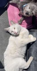 Lost Male Cat last seen Superior Market E Jefferson Blvd/San Pedro St, Los Angeles, CA 90011