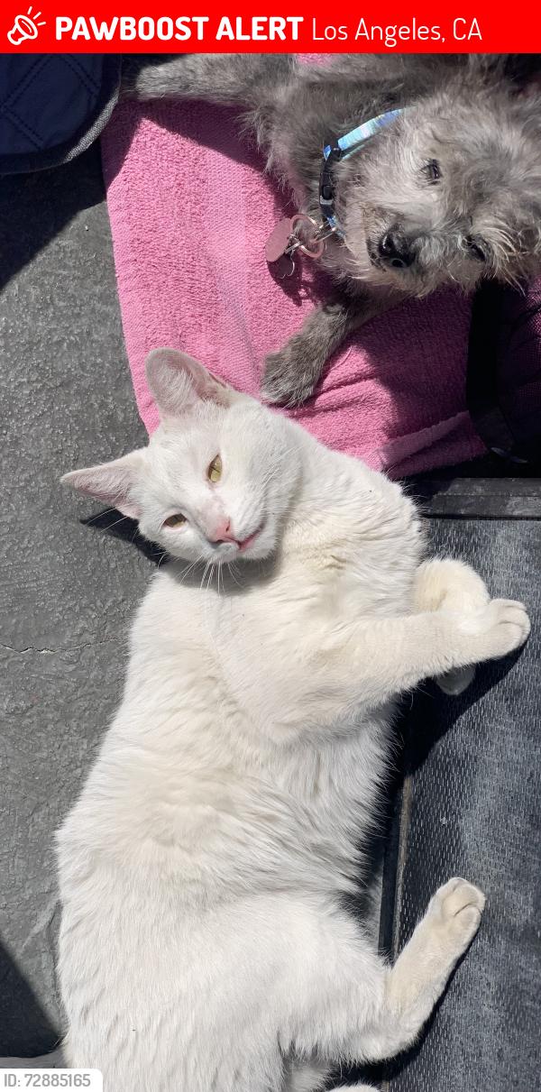 Lost Male Cat last seen Superior Market E Jefferson Blvd/San Pedro St, Los Angeles, CA 90011