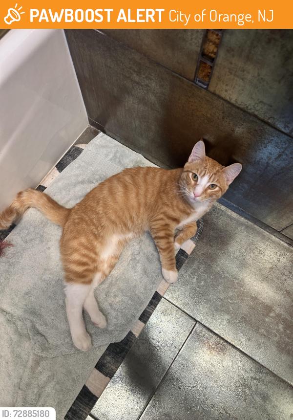 Found/Stray Male Cat last seen Near star tavern, City of Orange, NJ 07050