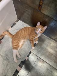 Found/Stray Male Cat last seen Near star tavern, City of Orange, NJ 07050