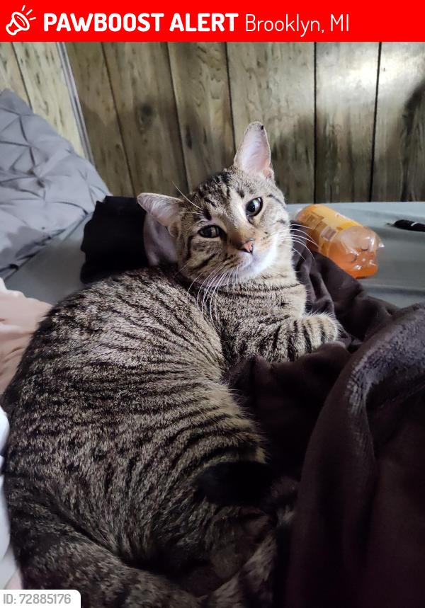 Lost Male Cat last seen Jackson street next to the flower shop, Brooklyn, MI 49230