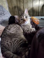 Lost Male Cat last seen Jackson street next to the flower shop, Brooklyn, MI 49230