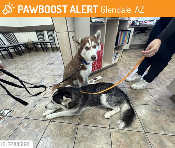 Found/Stray Unknown Dog last seen 59th and Behrend , Glendale, AZ 85304