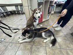 Found/Stray Unknown Dog last seen 59th and Behrend , Glendale, AZ 85304