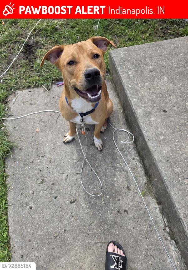 Lost Male Dog last seen Hillside and 16th st, Indianapolis, IN 46218