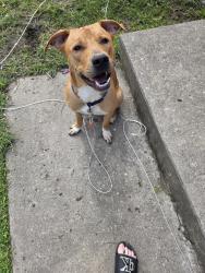 Lost Male Dog last seen Hillside and 16th st, Indianapolis, IN 46218