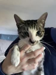 Found/Stray Unknown Cat last seen Tryon Road/ Speight Branch Greenway, Cary, NC 27511