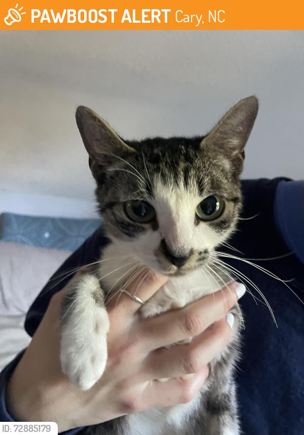 Found/Stray Unknown Cat last seen Tryon Road/ Speight Branch Greenway, Cary, NC 27511