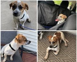 Found/Stray Male Dog last seen hunting horn lane, Frederick, MD 21703
