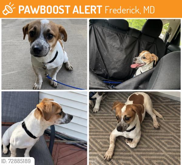 Found/Stray Male Dog last seen hunting horn lane, Frederick, MD 21703