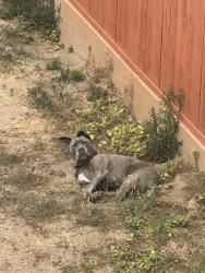 Reunited Female Dog last seen cherry ave and 10th St, Long Beach, CA 90807