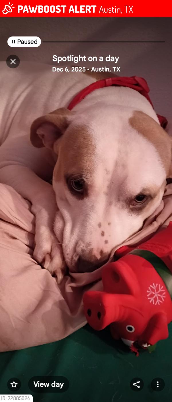 Lost Female Dog last seen Near Johnny Morris u, Austin, TX 78724