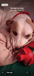 Lost Female Dog last seen Near Johnny Morris u, Austin, TX 78724
