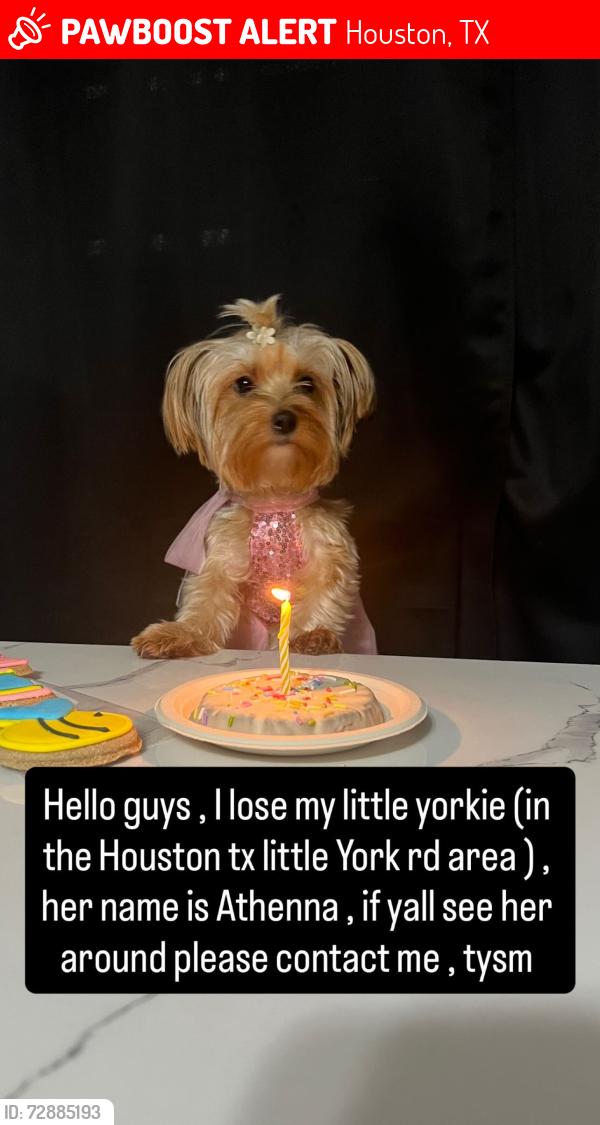 Lost Female Dog last seen hses, Houston, TX 77093