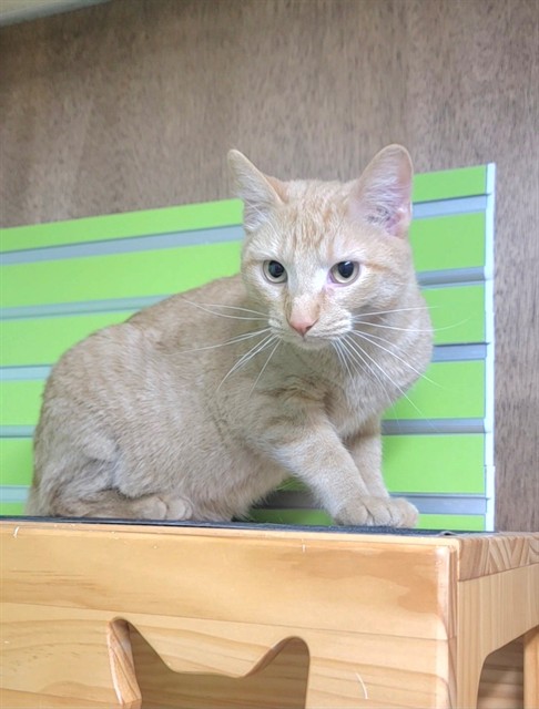 Shelter Stray Male Cat last seen ST CHARLES CITY, St. Peters, MO 63376