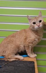 Shelter Stray Female Cat last seen ST CHARLES CITY, St. Peters, MO 63376