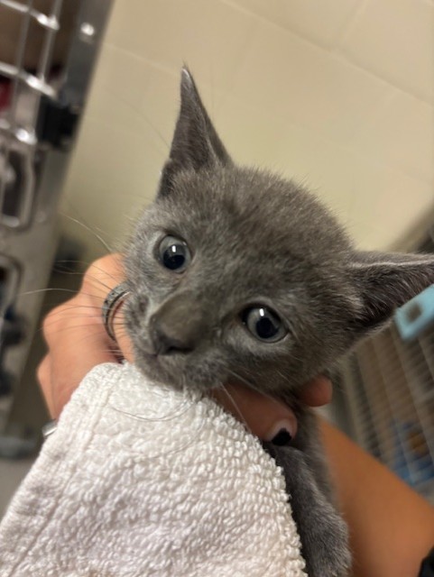 Shelter Stray Male Cat last seen , 232 Eslinger Way, Sanford, FL 32773, USA