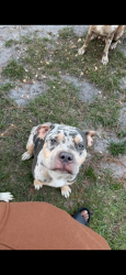 Lost Male Dog last seen Emerson Dr by Liberty Park, Palm Bay, FL 32909