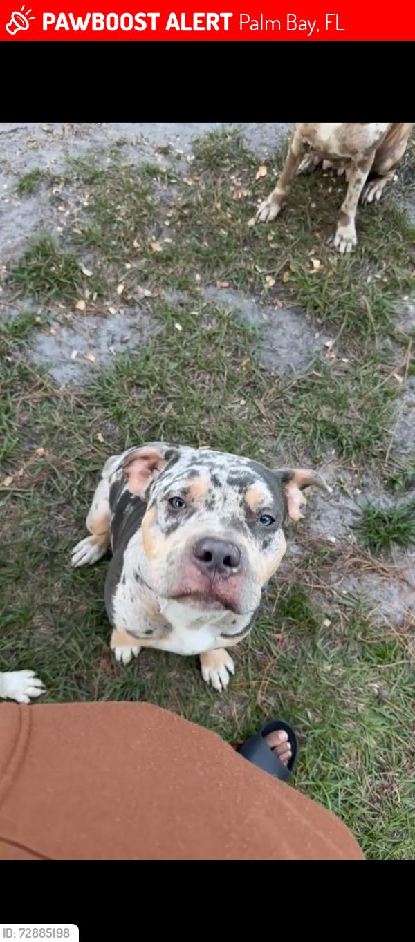 Lost Male Dog last seen Emerson Dr by Liberty Park, Palm Bay, FL 32909