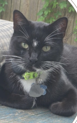 Lost Male Cat last seen Near Giltin Drive Arlington, Texas 76006 (Neighborhood Near River Legacy Park), Arlington, TX 76006