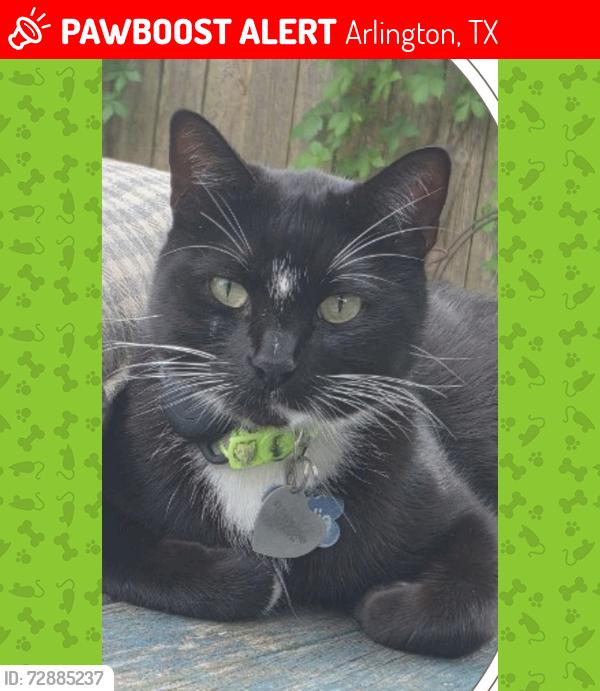 Lost Male Cat last seen Near Giltin Drive Arlington, Texas 76006 (Neighborhood Near River Legacy Park), Arlington, TX 76006