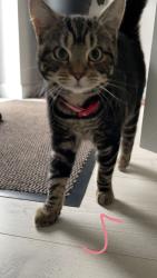 Lost Female Cat last seen Lincoln’s road  werrignton , Peterborough, England PE4 6LP