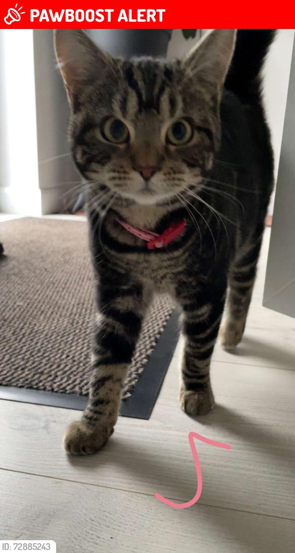 Lost Female Cat last seen Lincoln’s road  werrignton , Peterborough, England PE4 6LP