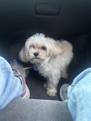 Lost Male Dog last seen Near Highway 169 , Plymouth, MN 55441