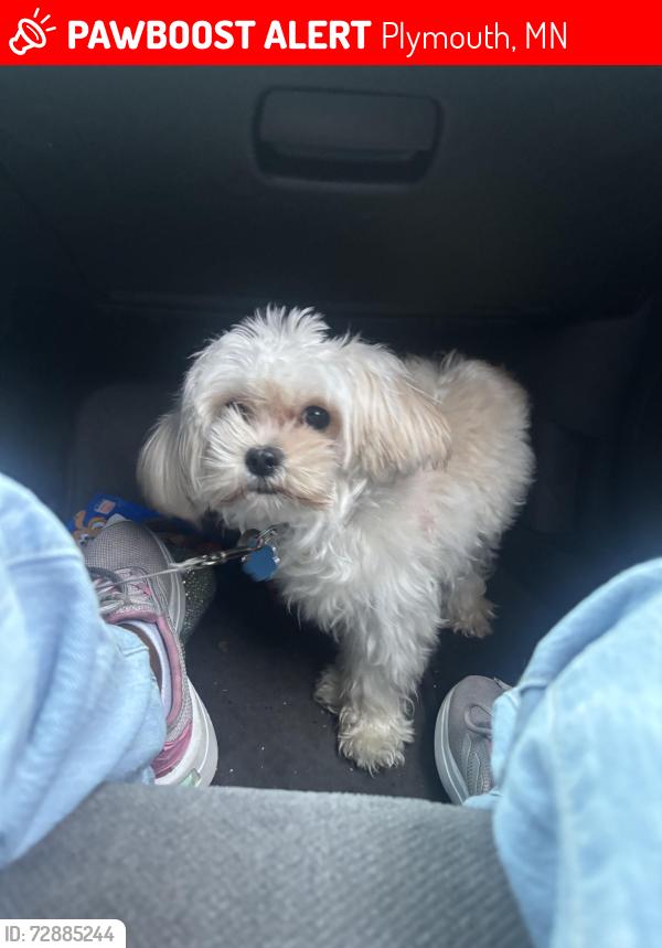 Lost Male Dog last seen Near Highway 169 , Plymouth, MN 55441