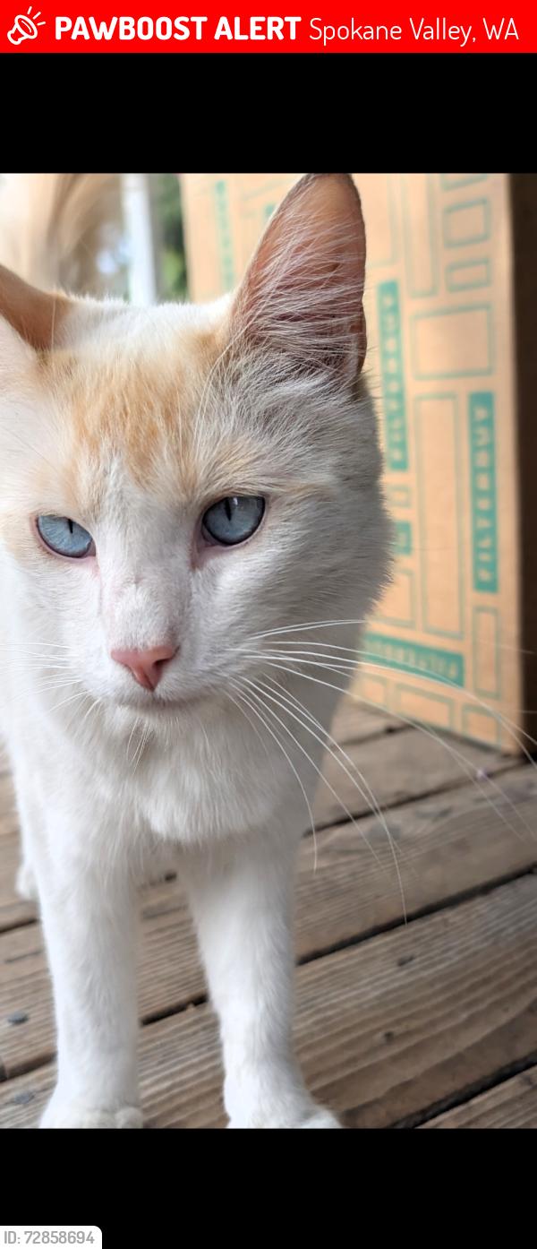 Lost Male Cat last seen Cataldo, Flora, Boone, Long, Spokane Valley, WA 99016