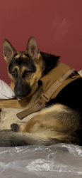 Lost Male Dog last seen 7th and pacific in San Pedro ca, Los Angeles, CA 90731