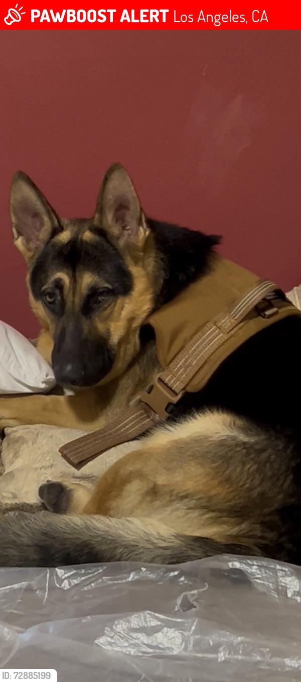 Lost Male Dog last seen 7th and pacific in San Pedro ca, Los Angeles, CA 90731