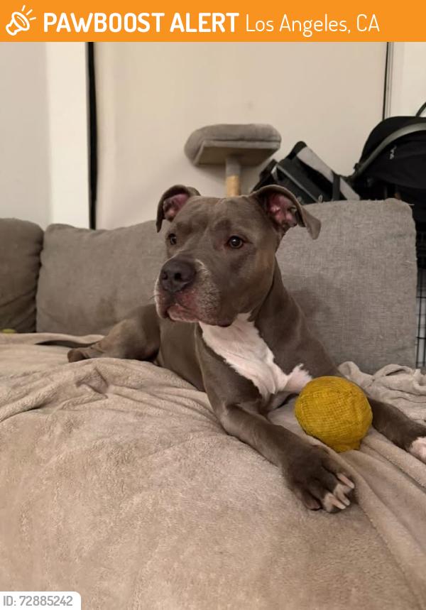 Found/Stray Female Dog last seen Vanness , Los Angeles, CA 90038