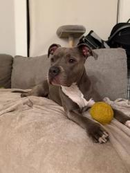 Found/Stray Female Dog last seen Vanness , Los Angeles, CA 90038
