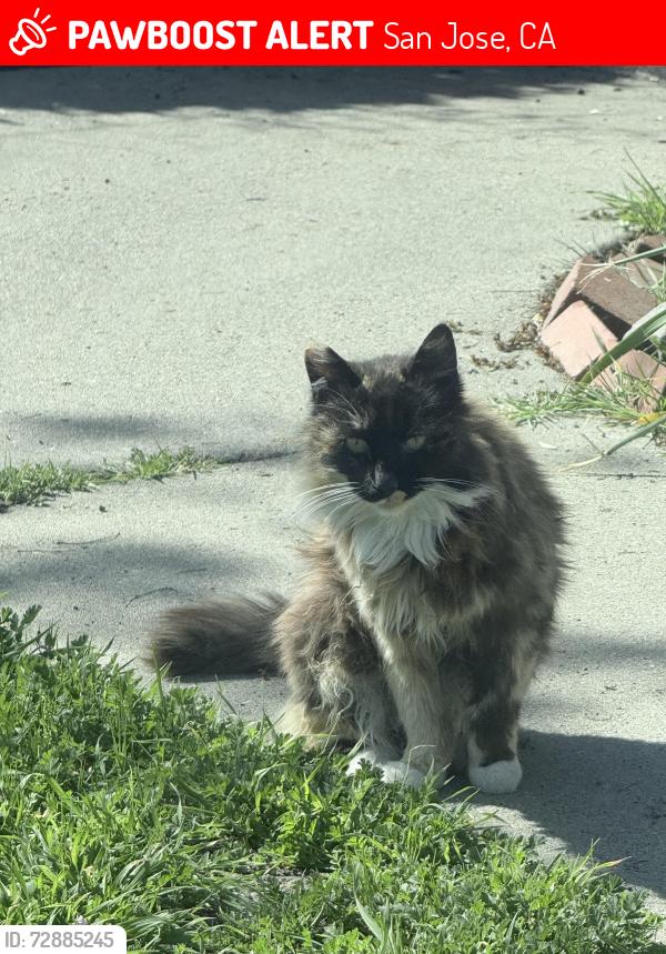 Lost Female Cat last seen Westboro and capitol, San Jose, CA 95127