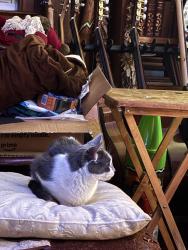 Lost Female Cat last seen Clemson Rd and Stockton Rd, Bryn Mawr, PA 19010