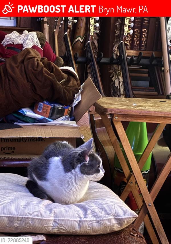 Lost Female Cat last seen Clemson Rd and Stockton Rd, Bryn Mawr, PA 19010