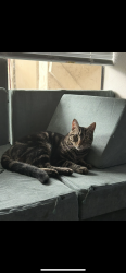 Reunited Male Cat last seen Blue cypress park, Jacksonville, FL 32277