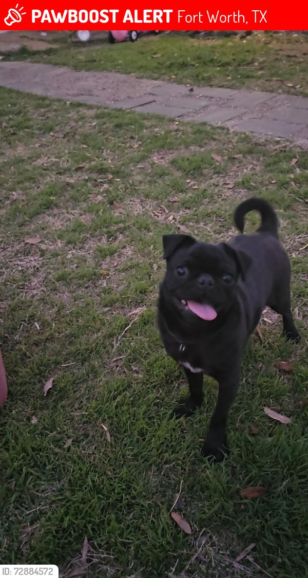 Lost Male Dog last seen W Beddell st, Fort Worth, TX 76115