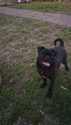 Lost Male Dog last seen W Beddell st, Fort Worth, TX 76115