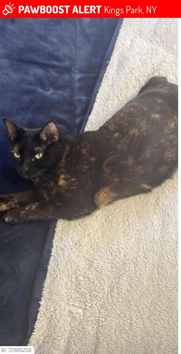 Lost Female Cat last seen Hemlock drive locust dr riviera dr , Kings Park, NY 11754