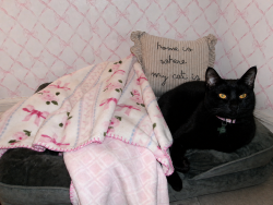 Reunited Male Cat last seen melonville and lake mary blvd, Sanford, FL 32773