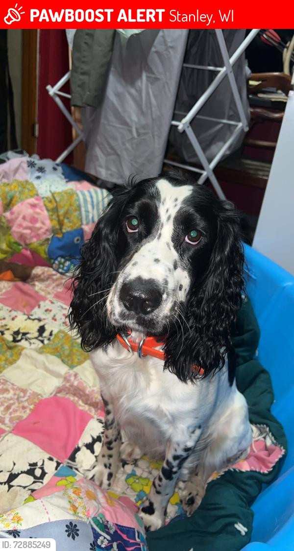 Lost Female Dog last seen County Highway H, Stanley, WI 54768