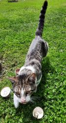 Found/Stray Male Cat last seen Beach ave. Cambridge Springs , Cambridge Springs, PA 16403