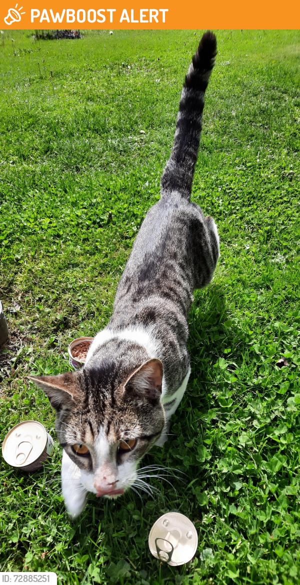 Found/Stray Male Cat last seen Beach ave. Cambridge Springs , Cambridge Springs, PA 16403